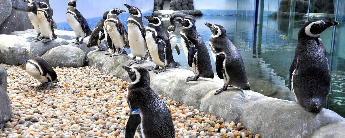 Pinguins do Sabina Escola Parque