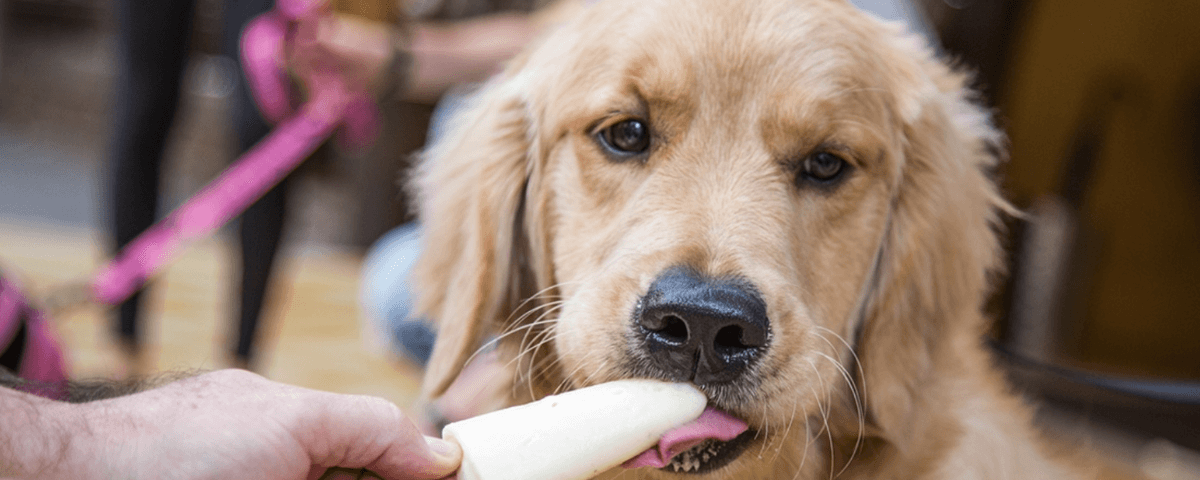 Cão da raça labrador comendo um sorvete no Le Botteghe Di Leonardo