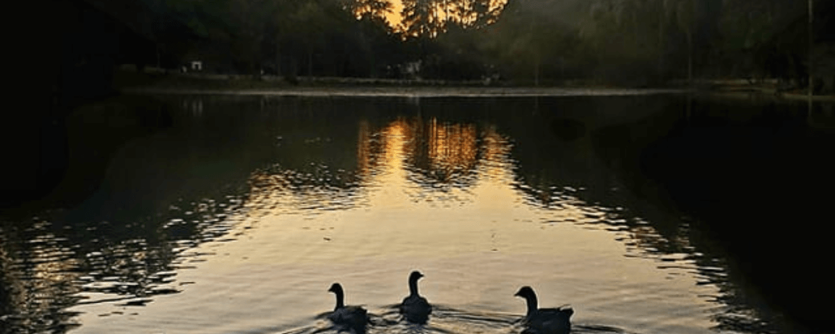 Três patos na lagoa ao pôr do sol. Ao fundo da imagem há árvores. 