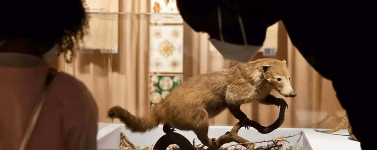 Foto de um animal empalhado em cima de um galho no Museu de Zoologia, um dos lugares para conhecer mais sobre a biodiversidade de São Paulo.