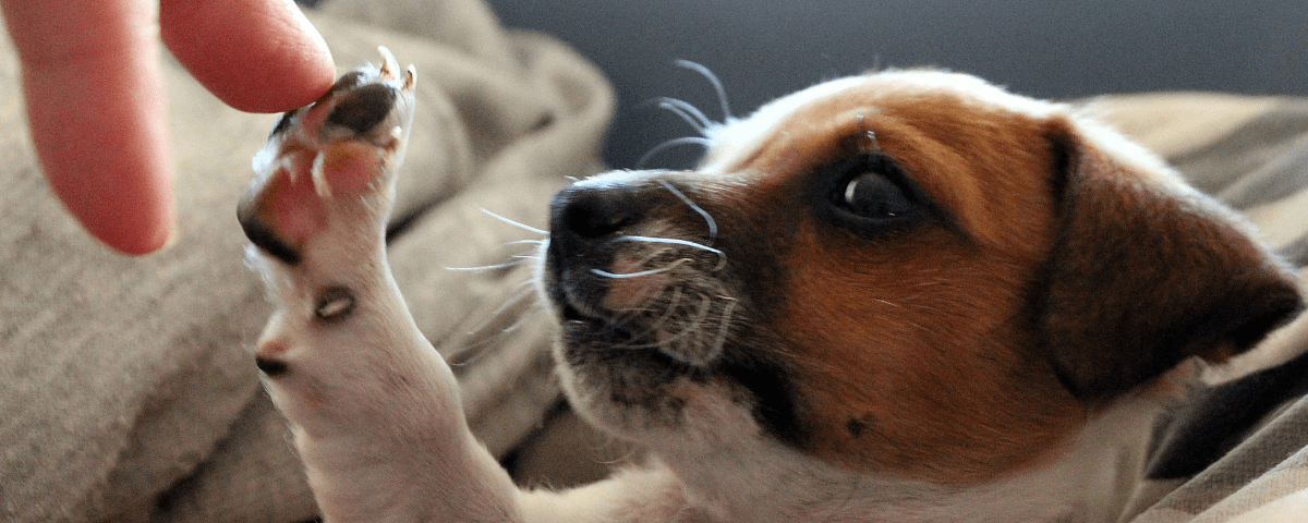 Cachorro filho, marrom e branco, encostando a patinha no dedo de uma pessoa.