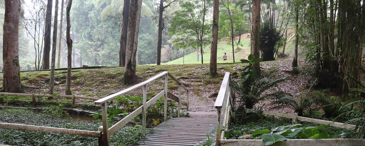 Ponte no Horto Florestal feita de madeira, com árvores e vegetação ao seu redor.