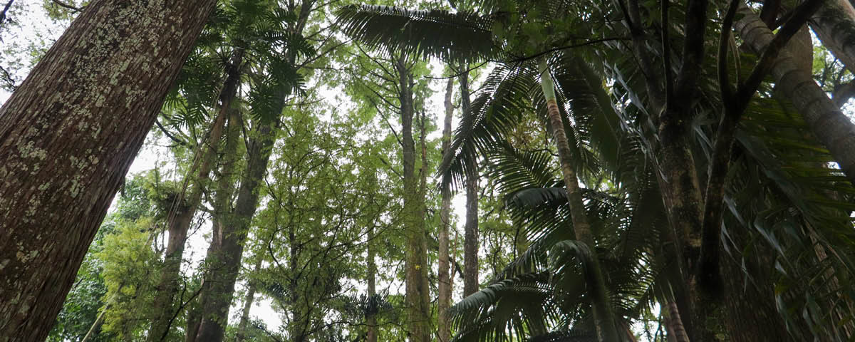 Árvores do Horto Florestal.