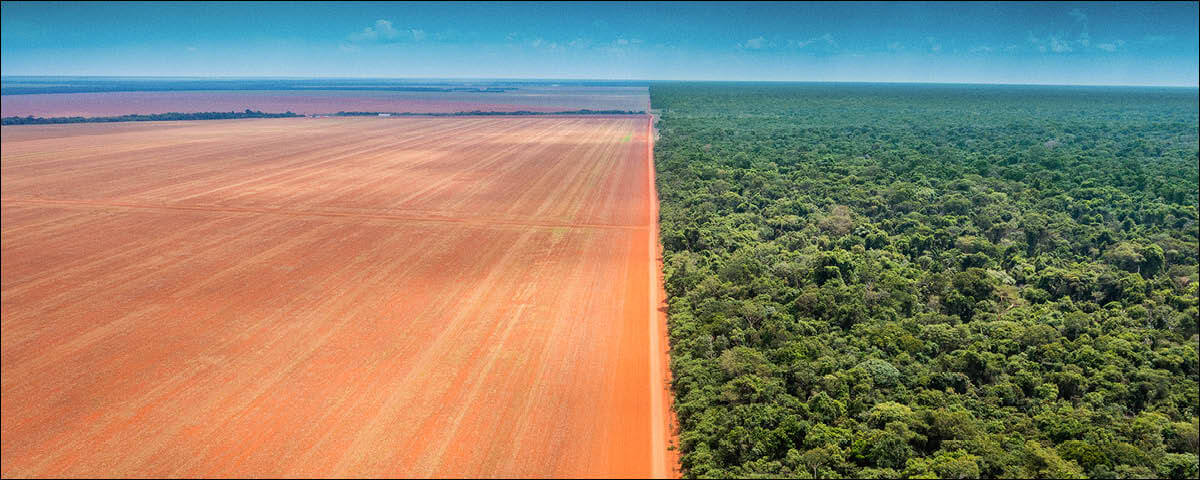 Foto panorâmica da terra Xingu, com uma divisão entre mata e deserto.