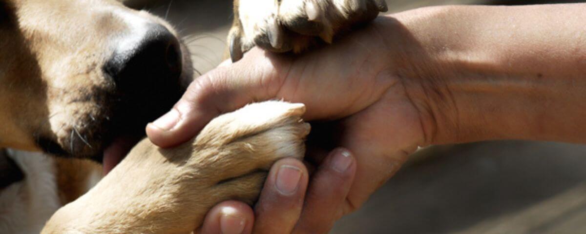 Cachorro e humano com as mãos e as patas entrelaçadas. 