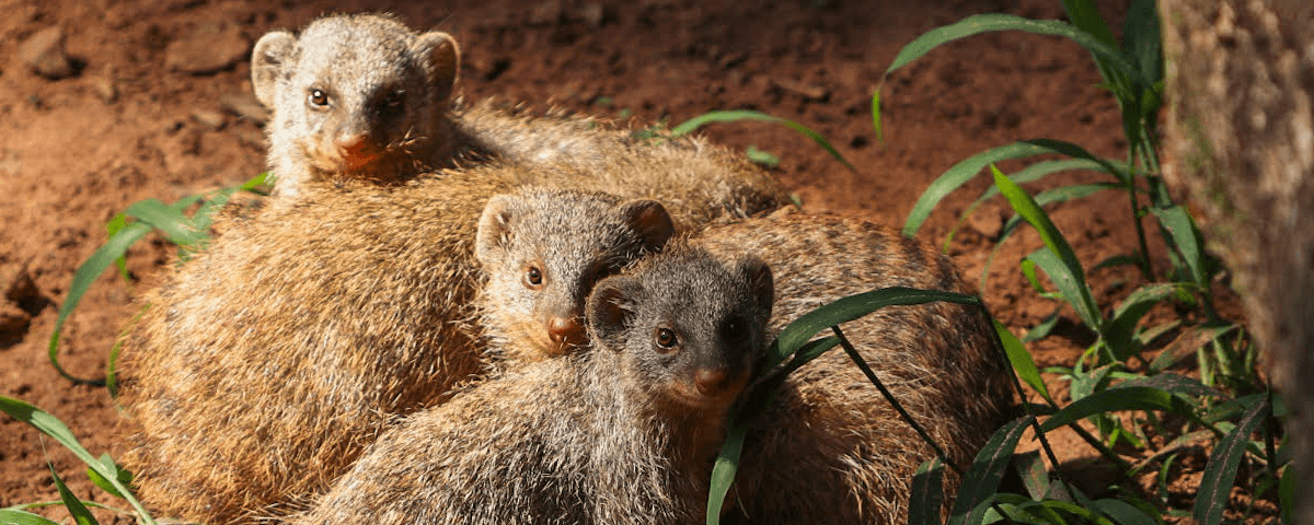 Macaco-aranha fofo em um zoológico