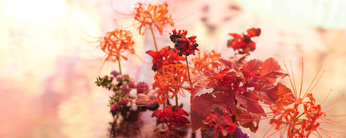 A exposição no Japan House nos convida a refletir através das plantas sobre nosso próprio jardim interior e como a natureza se sobressai delicadamente em diversos aspectos de nossa vida.