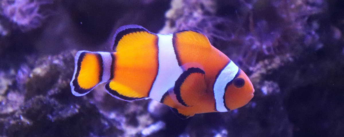 Peixe palhaço tem as cores laranja, branca e preta. O aquário de São Paulo tem diversas especies de peixes e é um ótimo passeio para o Dia da Família. 