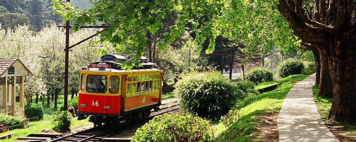 Trem pequeno, pintado de vermelho e amarelo, passeia passa por entre as árvores. 