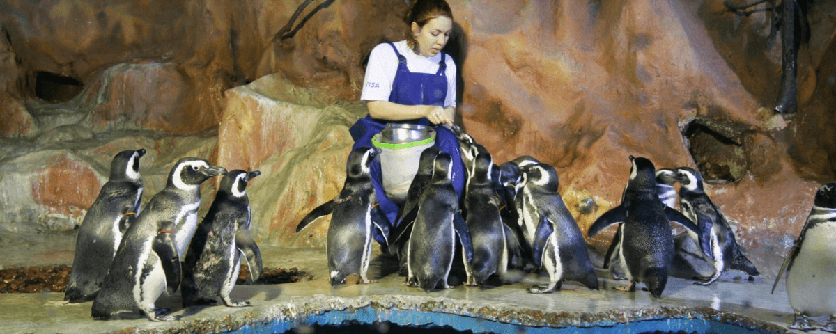 O Acqua Mundo Guarujá é mais um aquário em São Paulo. Pinguins são alimentados por cuidadora fora da água. 