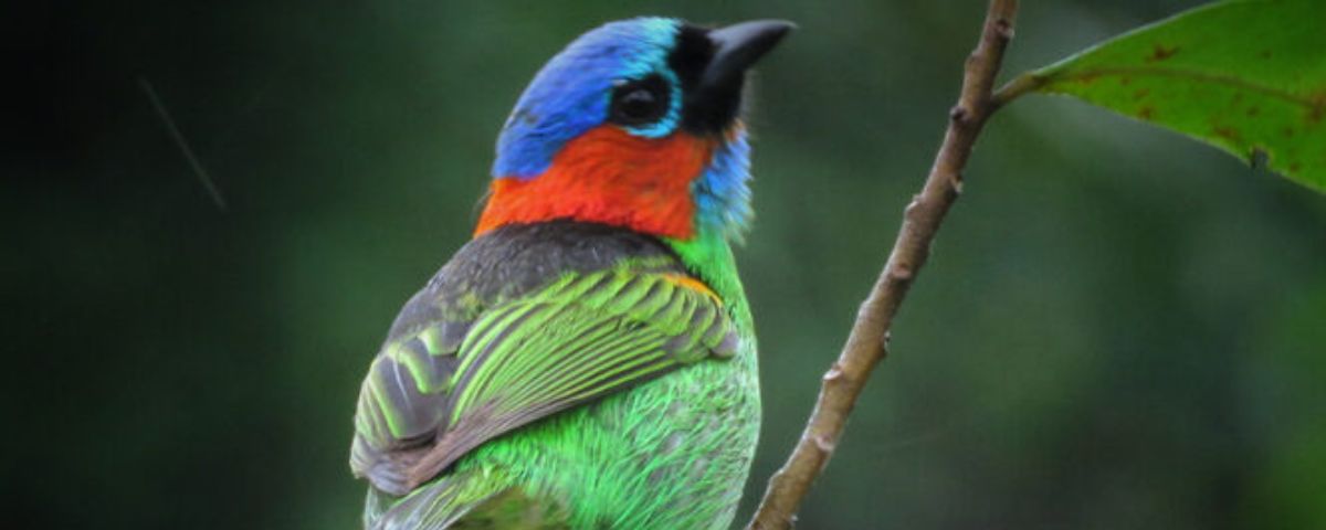 Pássaro com penas verdes no corpo e uma mescla de vermelho e azul na cabeça. Ao praticar birdwatching é possível ver diversas espécies de pássaros. 