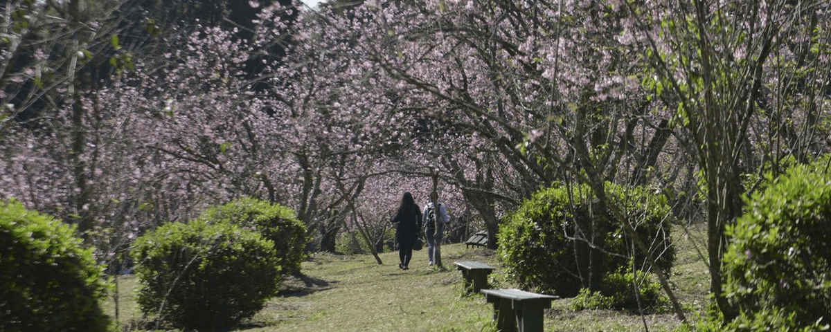Duas pessoas caminham em baixo de cerejeiras floridas no Parque do Carmo. As flores tem um tom rosa claro e os falhos das árvores são finos e marrons. O festival da cerejeira é mais um dos eventos de agosto. 