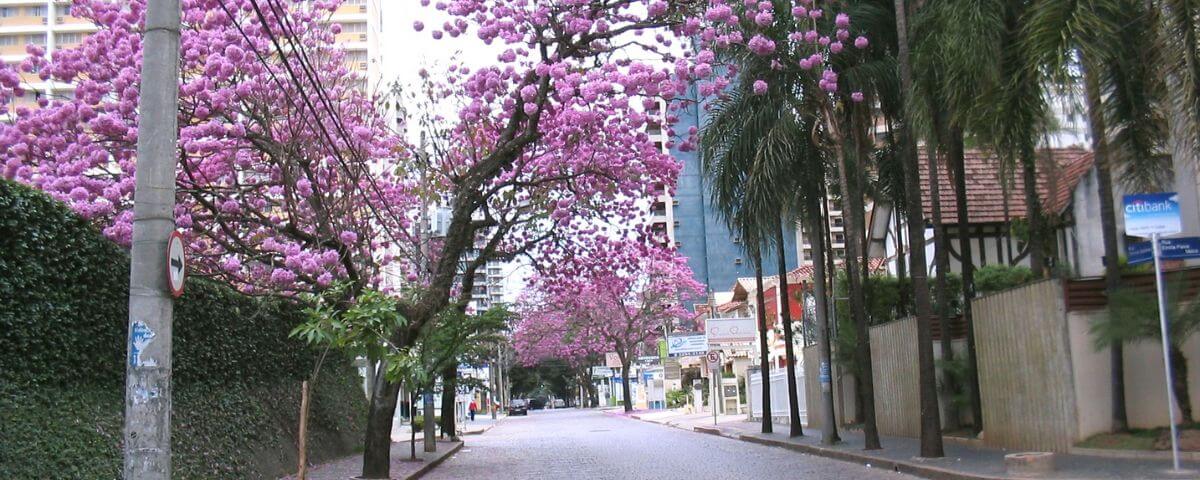 Diversas árvores com flores cor-de-rosa em uma rua no bairro do Cambuí. 