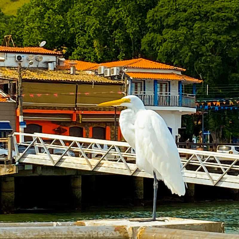 Garça no Pier da Vila, em Ilhabela. 