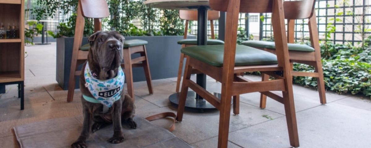Cachorro em frente a mesa de restaurante pet friendly SP. 