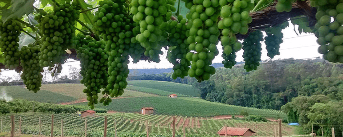 Vista de uma vinícola com cachos de uvas pendurados. 