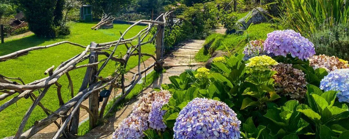 Jardim florido, com flores na cor lilás, durante o outono 2024. 