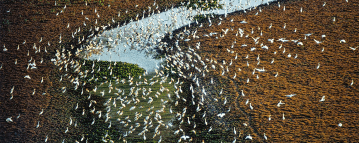 Diversos pássaros voando em uma pintura do artista George Love. 