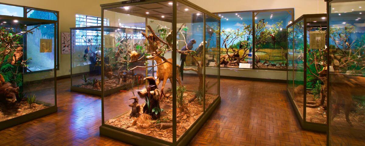 Diversos aquários de vidro com esculturas de animais dentro, no Museu de História Natural de Campinas. 