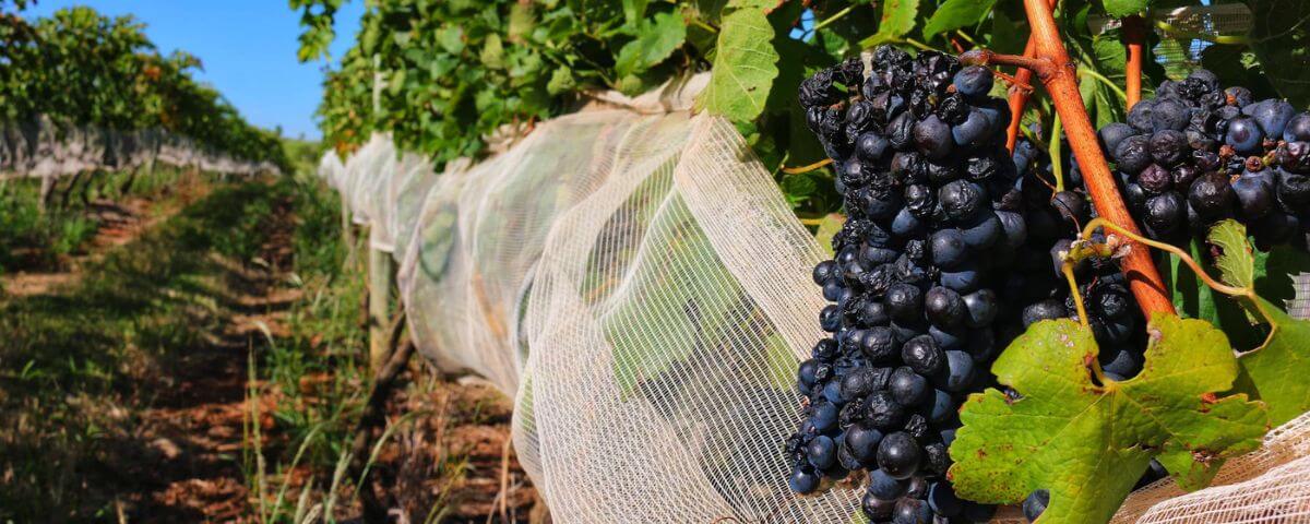 Conheça a nova Rota do Vinho em SP