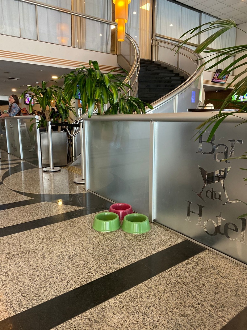 Holiday Inn recebe cães-guias com espaço especial